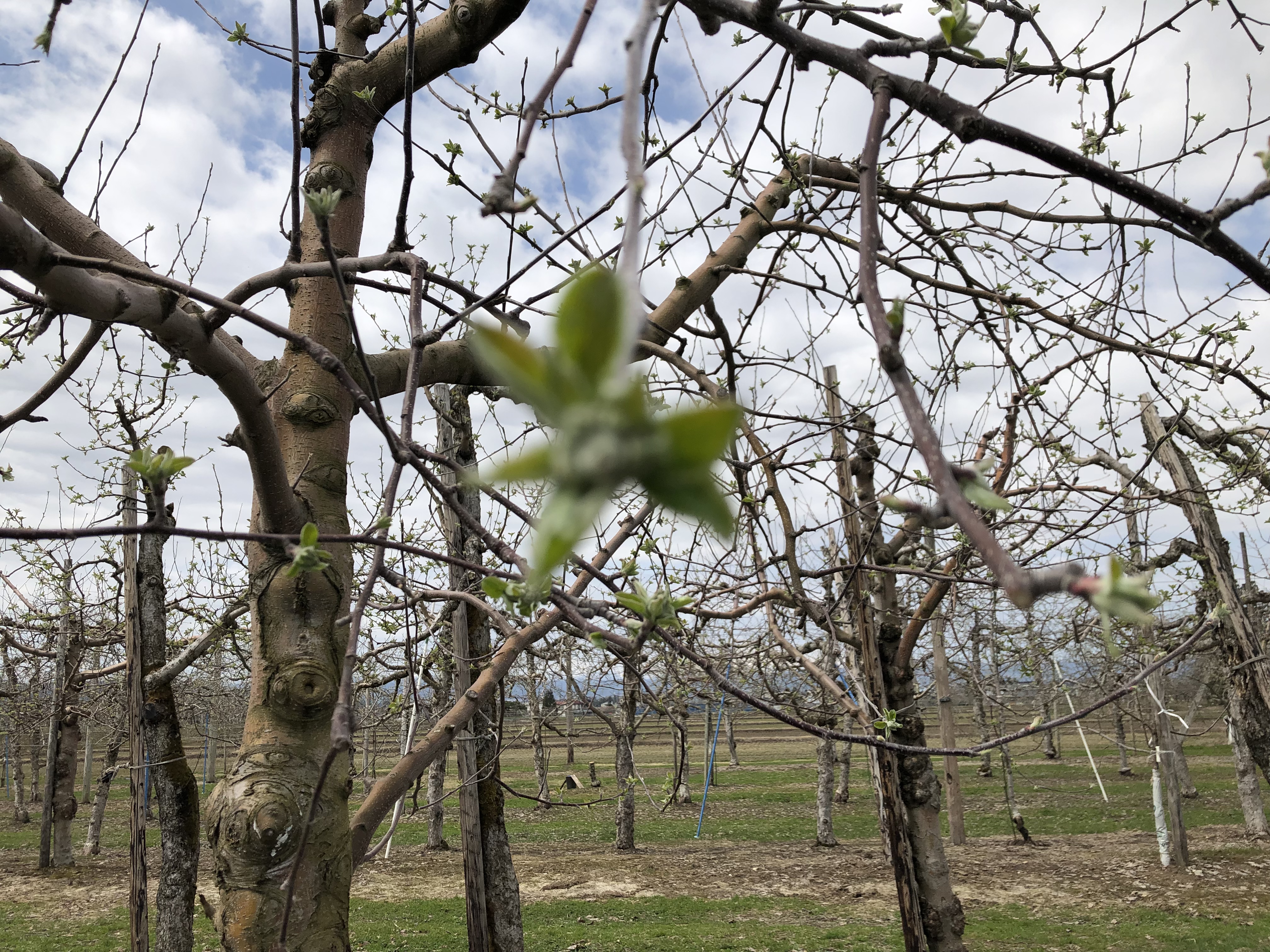 年長さんのおでかけ