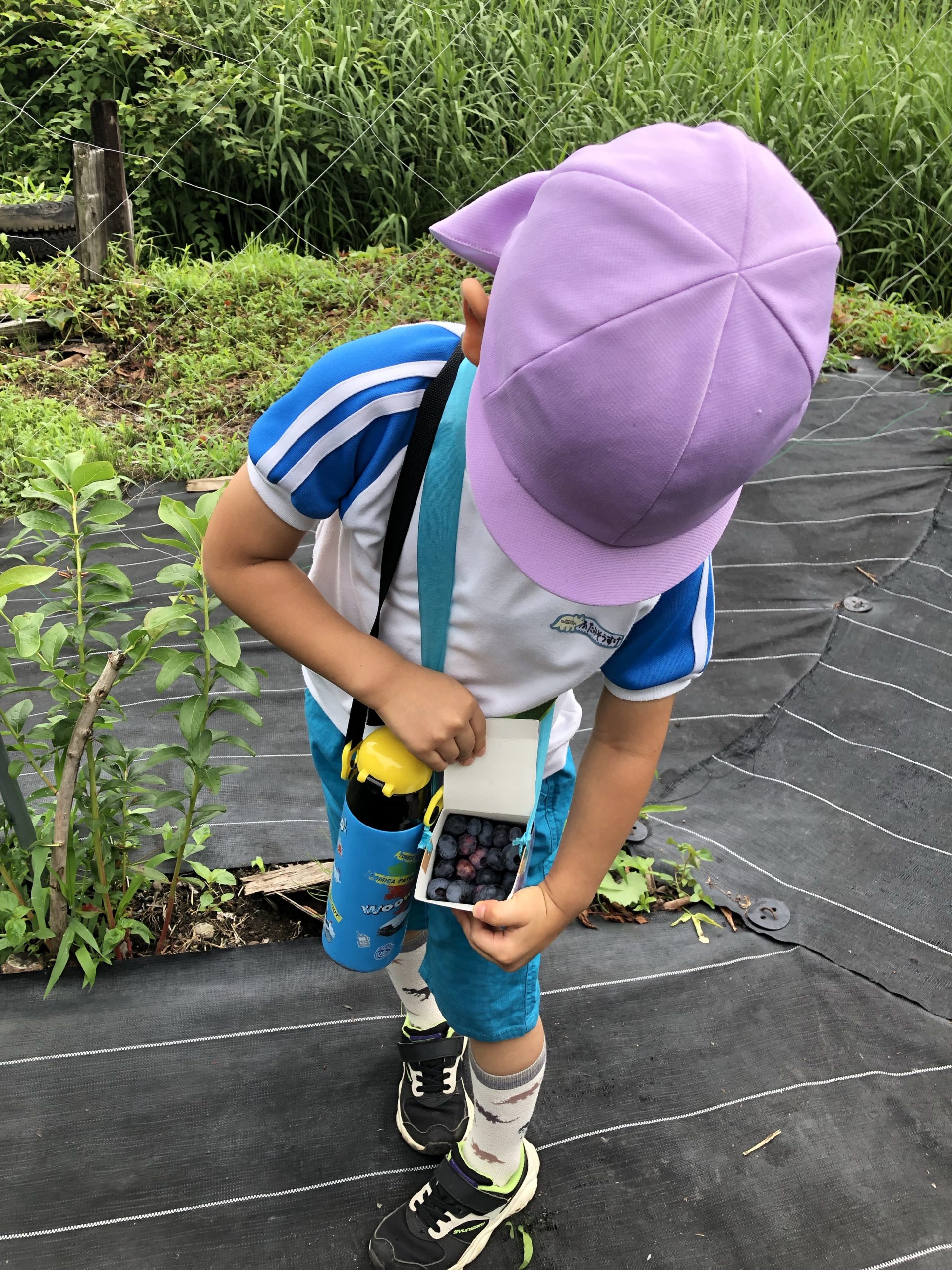 ブルーベリー摘み！！