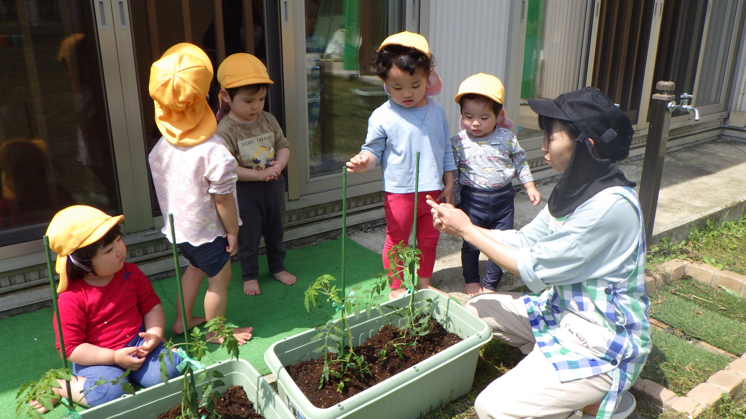 トマトの苗植え