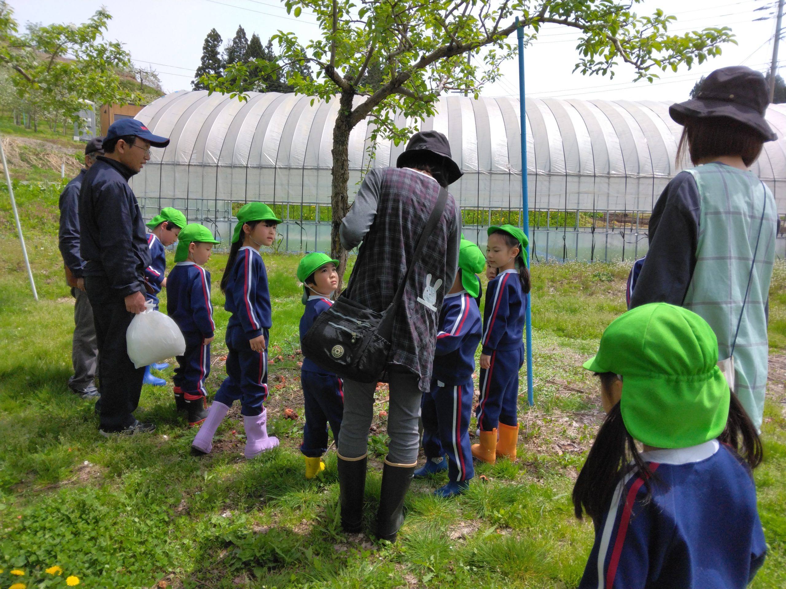 りんごの木観察