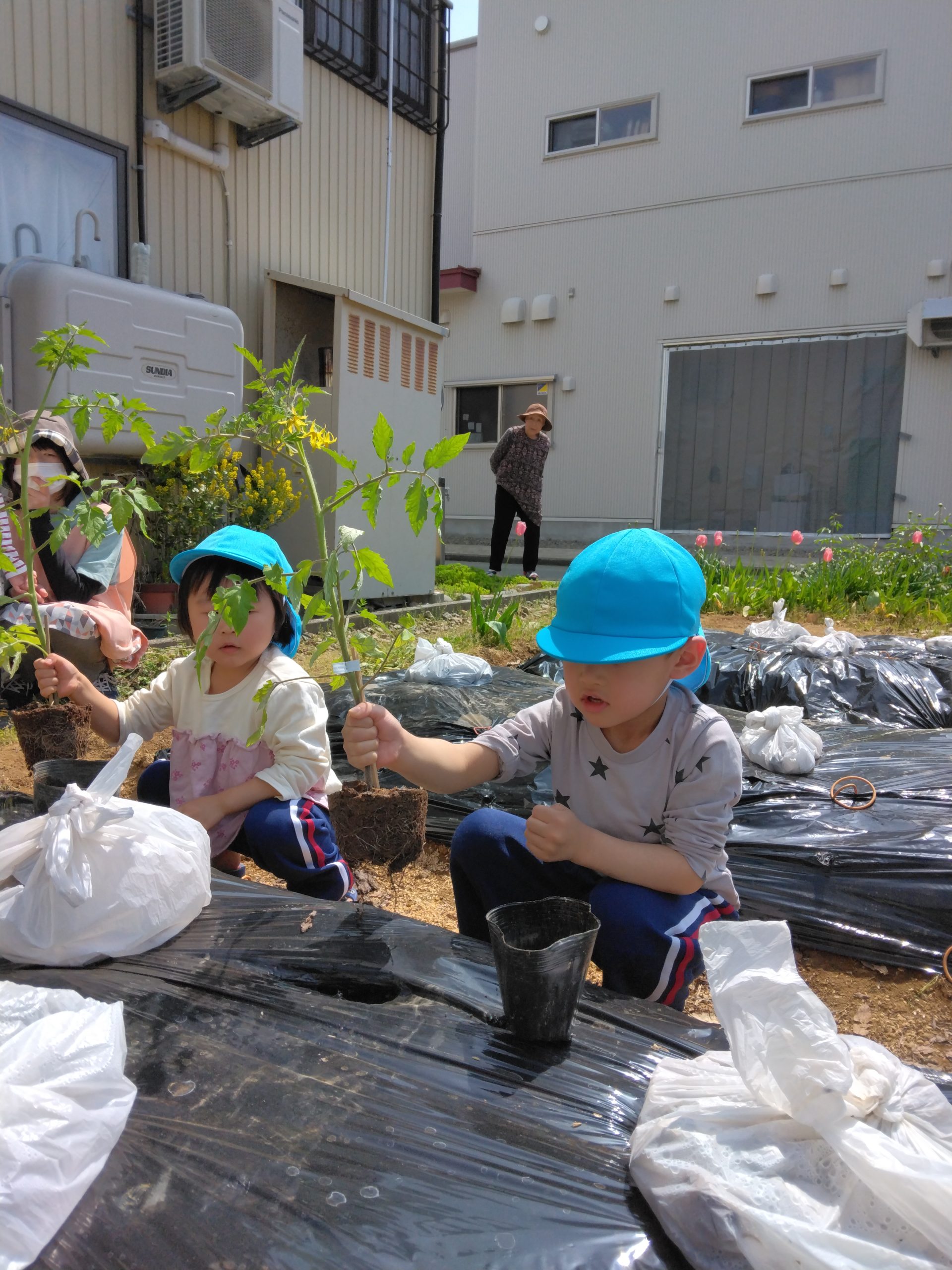 トマトの苗植え