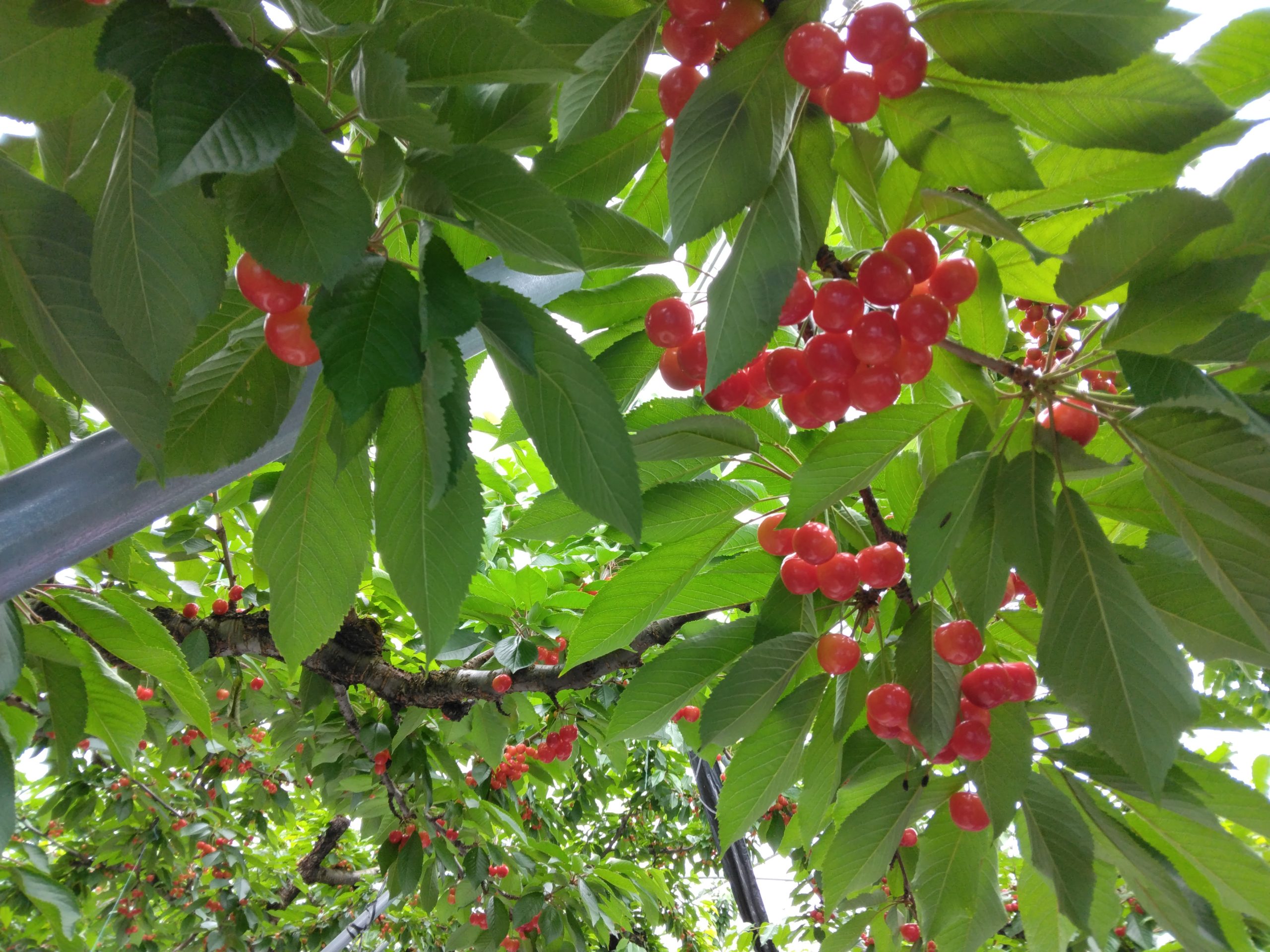 さくらんぼ狩り