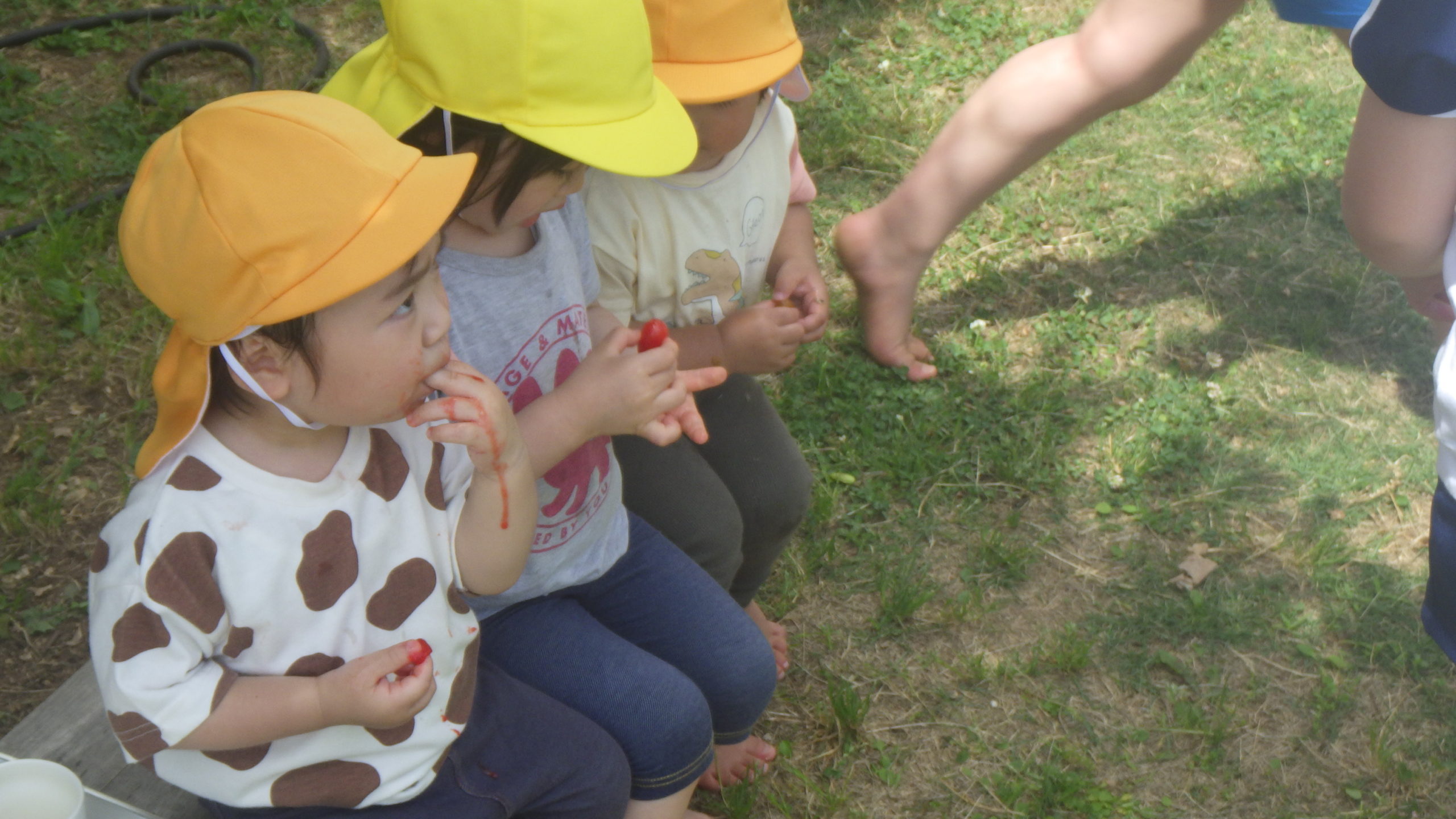 グミの実が真っ赤!